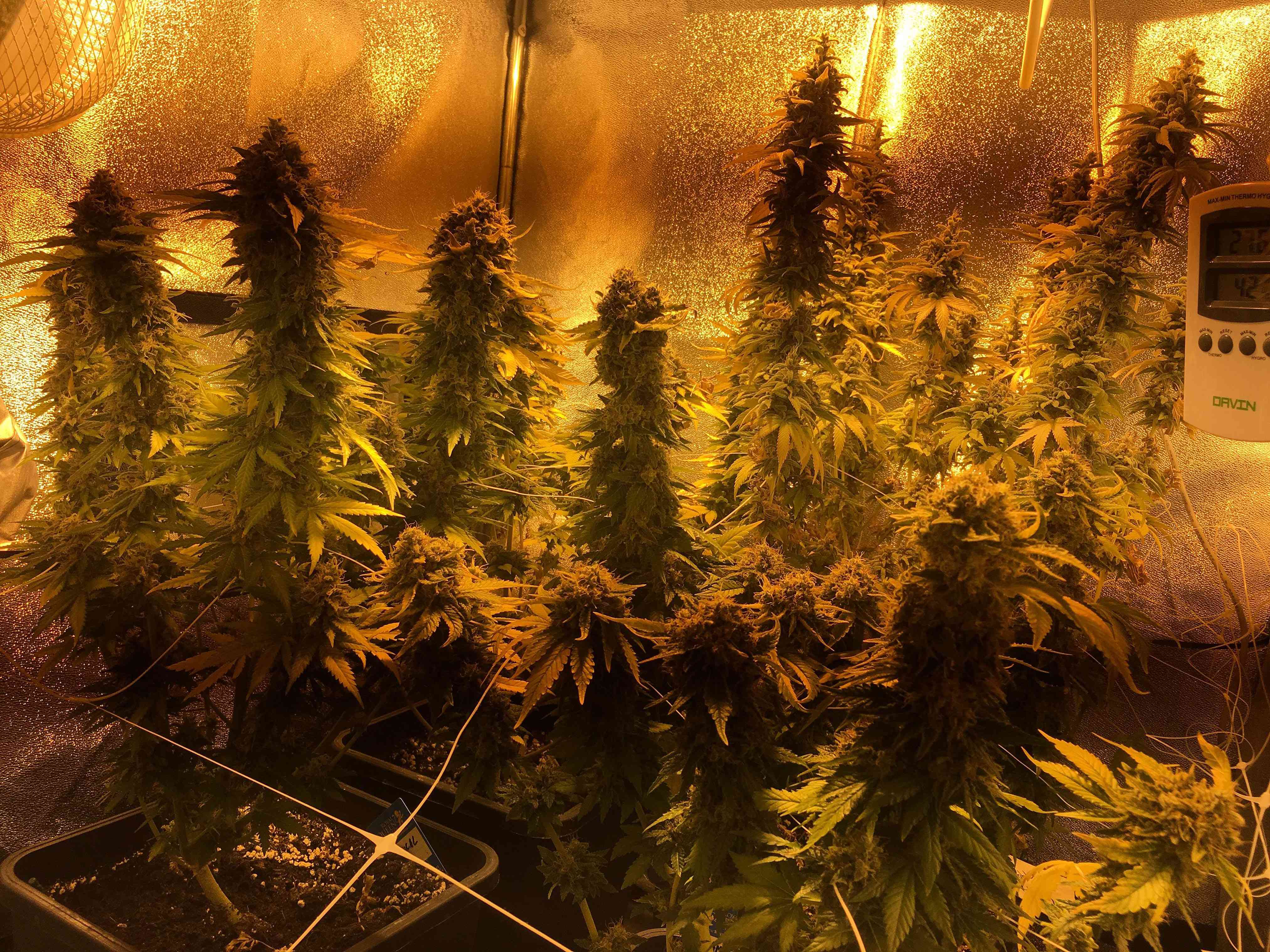 amnesia-haze-auto-royal-queen-seeds-7093176.jpg