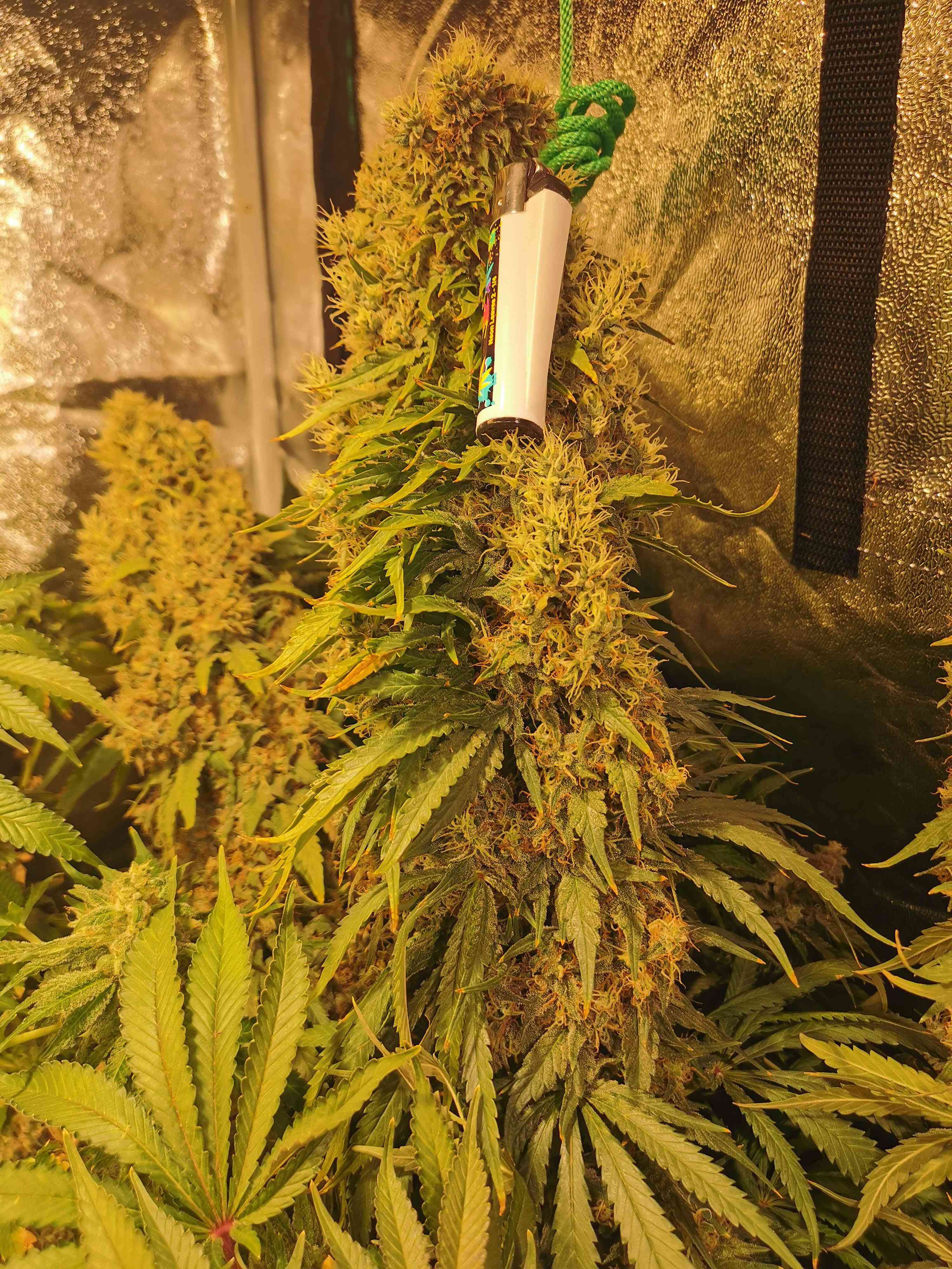 amnesia-haze-royal-queen-seeds-1851920.jpg