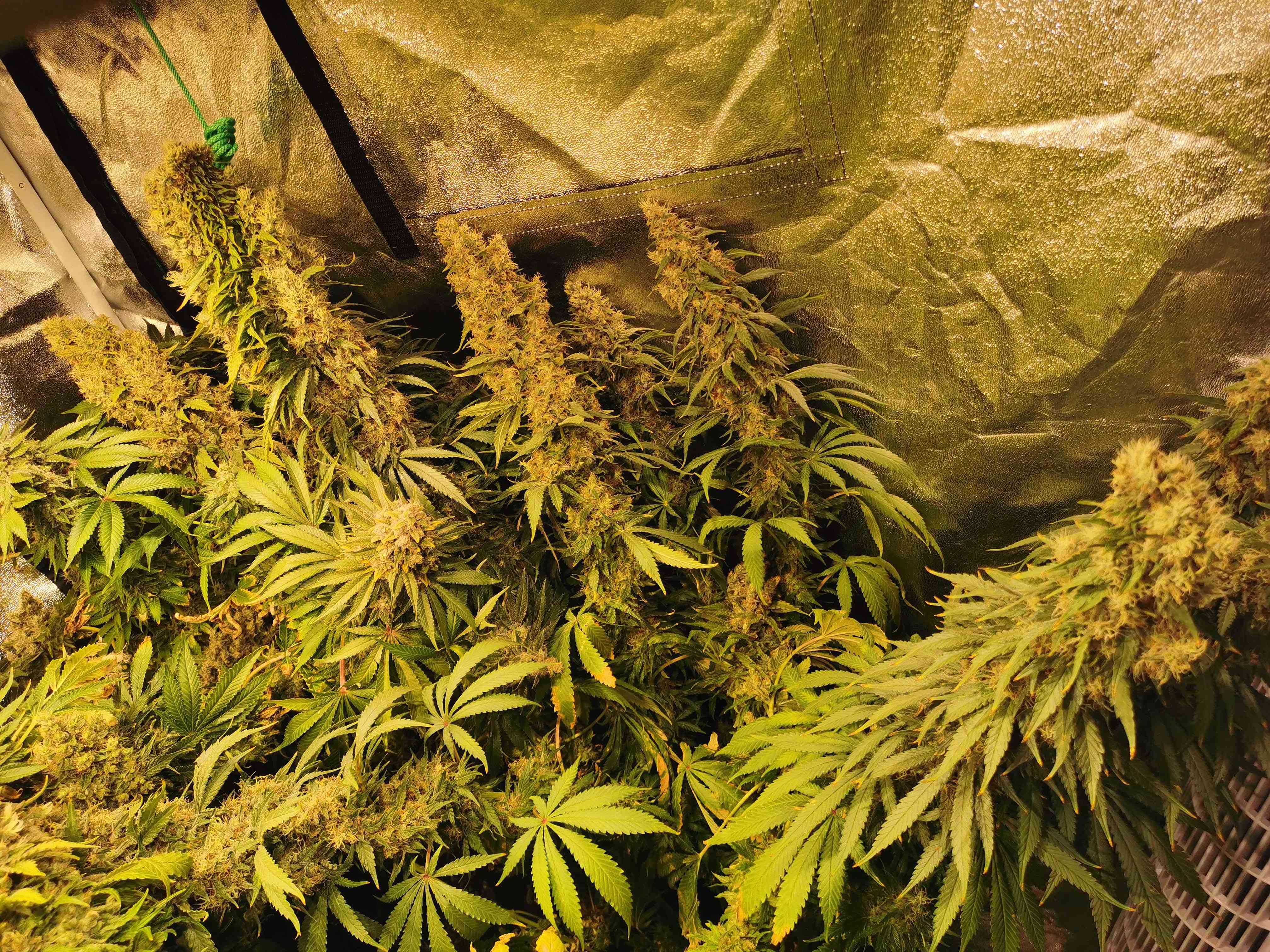 amnesia-haze-royal-queen-seeds-9074510.jpg