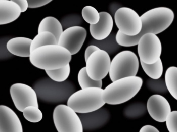 bakterie-mlekowe-1.jpg