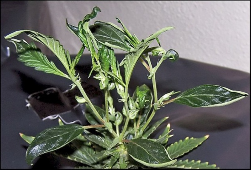 Monster-Cropping-lub-Flowering-Clone-kwitnące-klony-2.jpg