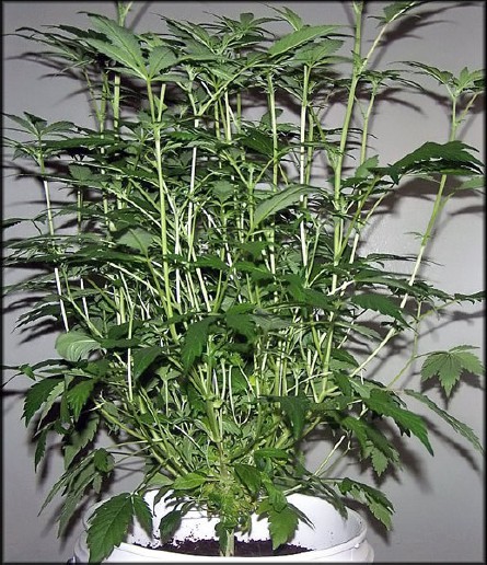 Monster-Cropping-lub-Flowering-Clone-kwitnące-klony-3.jpg