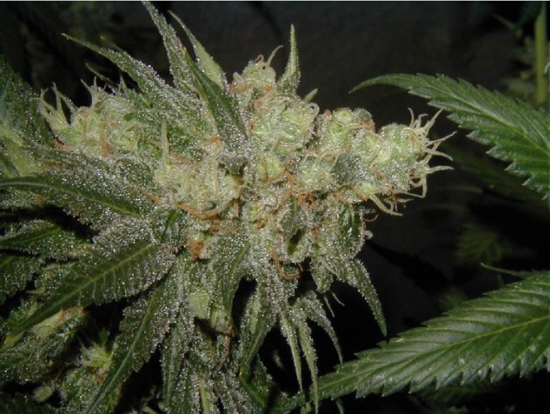 Monster-Cropping-lub-Flowering-Clone-kwitnące-klony-4.jpg