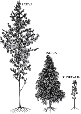 Sativa-indica-ruderalis-1.png