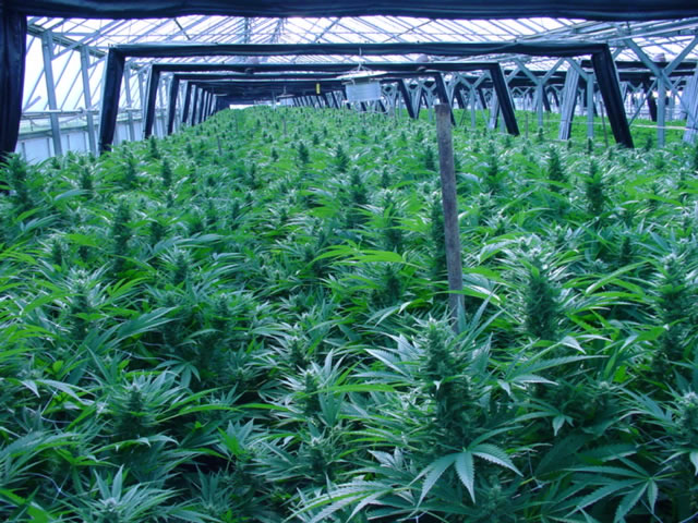 Cannabis-greenhouse-kurtyna-1.jpg