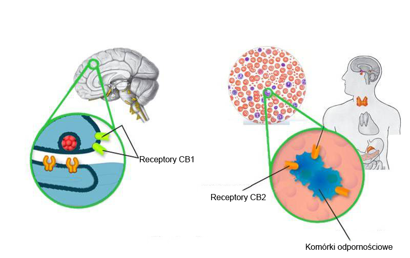 trichomy-Kannabinoidy-2.jpg