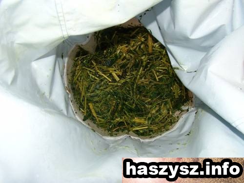 haszysz-Bubble-Hash-10.jpg