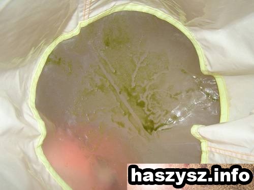 haszysz-Bubble-Hash-12.jpg