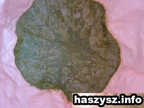 haszysz-Bubble-Hash-15.jpg