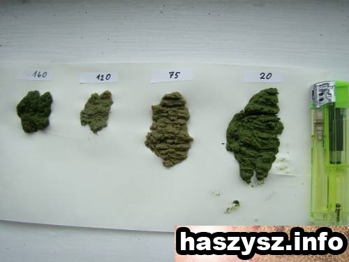 haszysz-Bubble-Hash-16.jpg