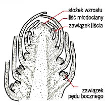 Stozek-wzrostu-1.jpg