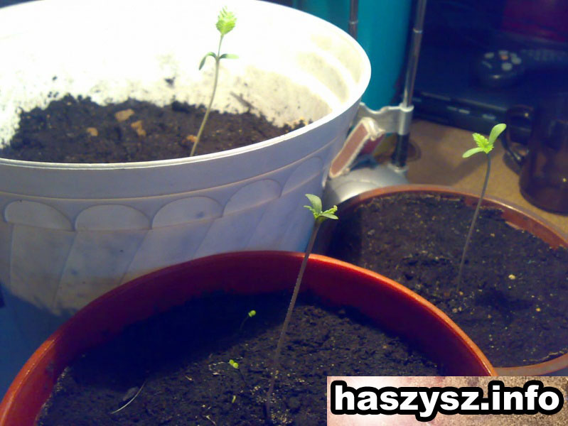 marihuana-sadzonka-1.jpg