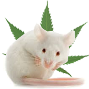mysz-marihuana-leczenie-guzy-1.png