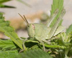 konik-polny-szkodnik-marihuana-roslina-1.jpg