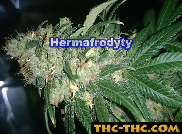 hermafrodyty-8985.jpg