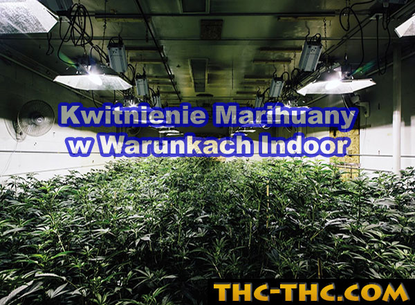 kwitnienie-marihuany-w-warunkach-indoor-8754.jpg