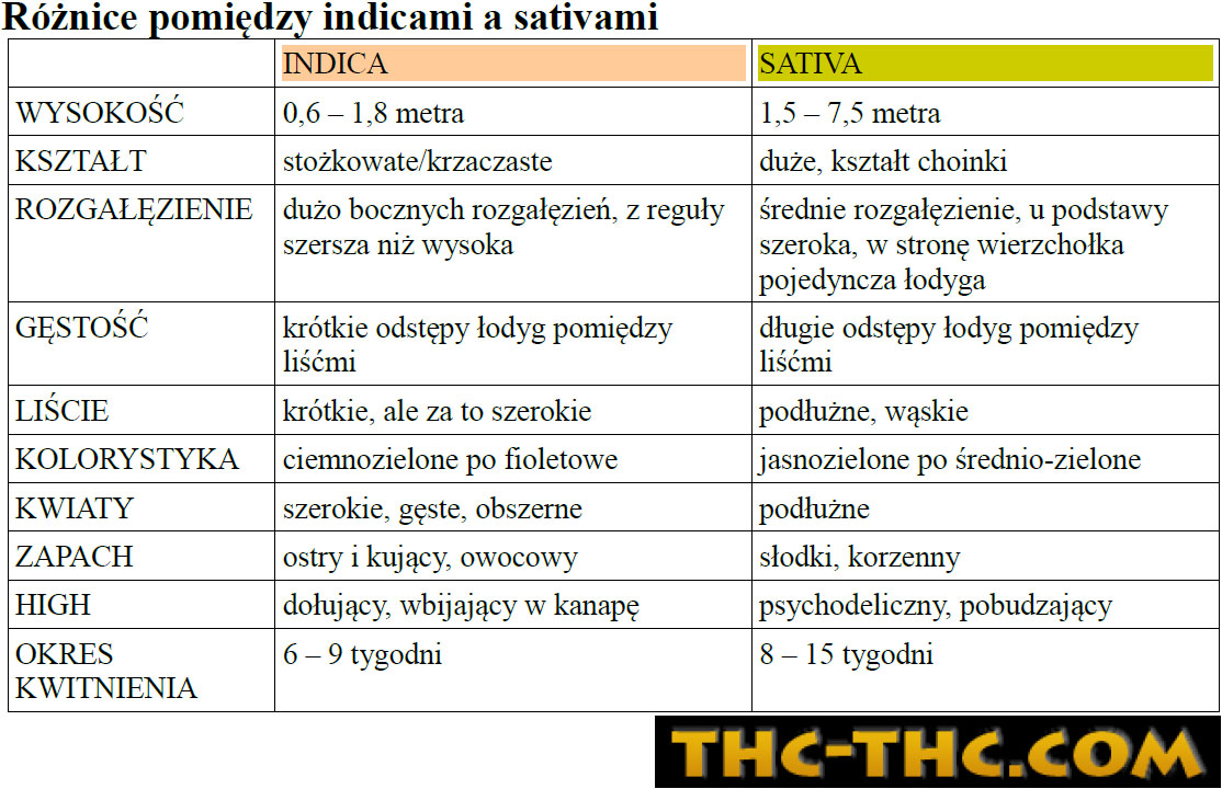 indica-vs-sativa-9287.jpg