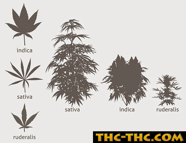 indica-sativa-ruderalis-8385.jpg